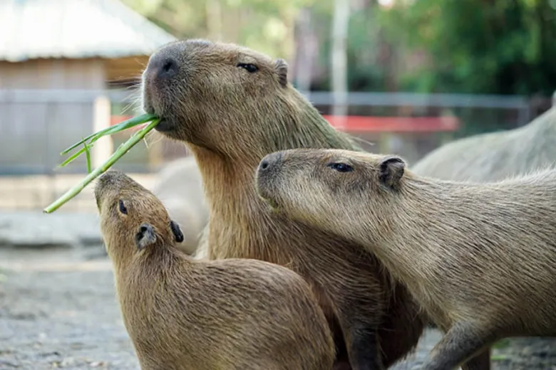 「頑皮探險隊」住房專案